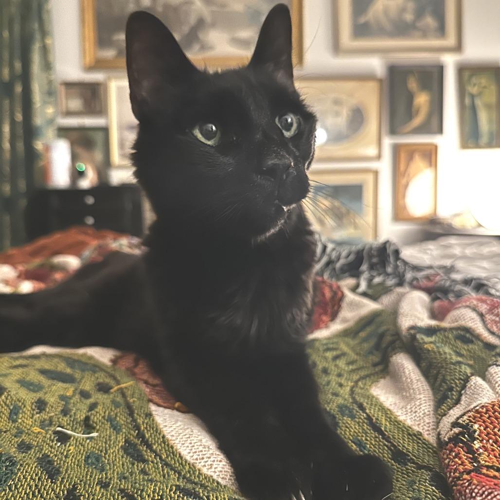 Enlarge Shadow, a Adoptable Domestic Short Hair in Philadelphia, PA image 5/5