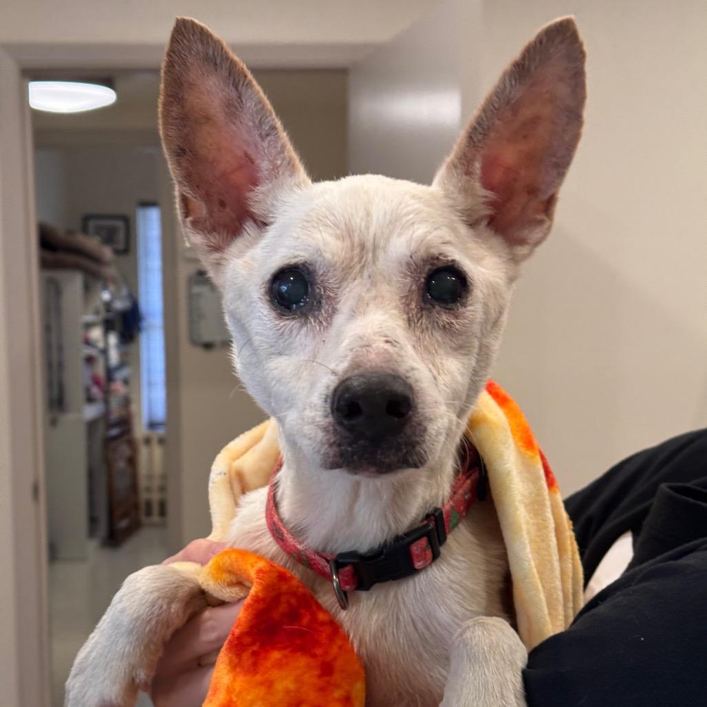 Enlarge Bones, a Adoptable mixed breed in San Antonio, TX image 1/1