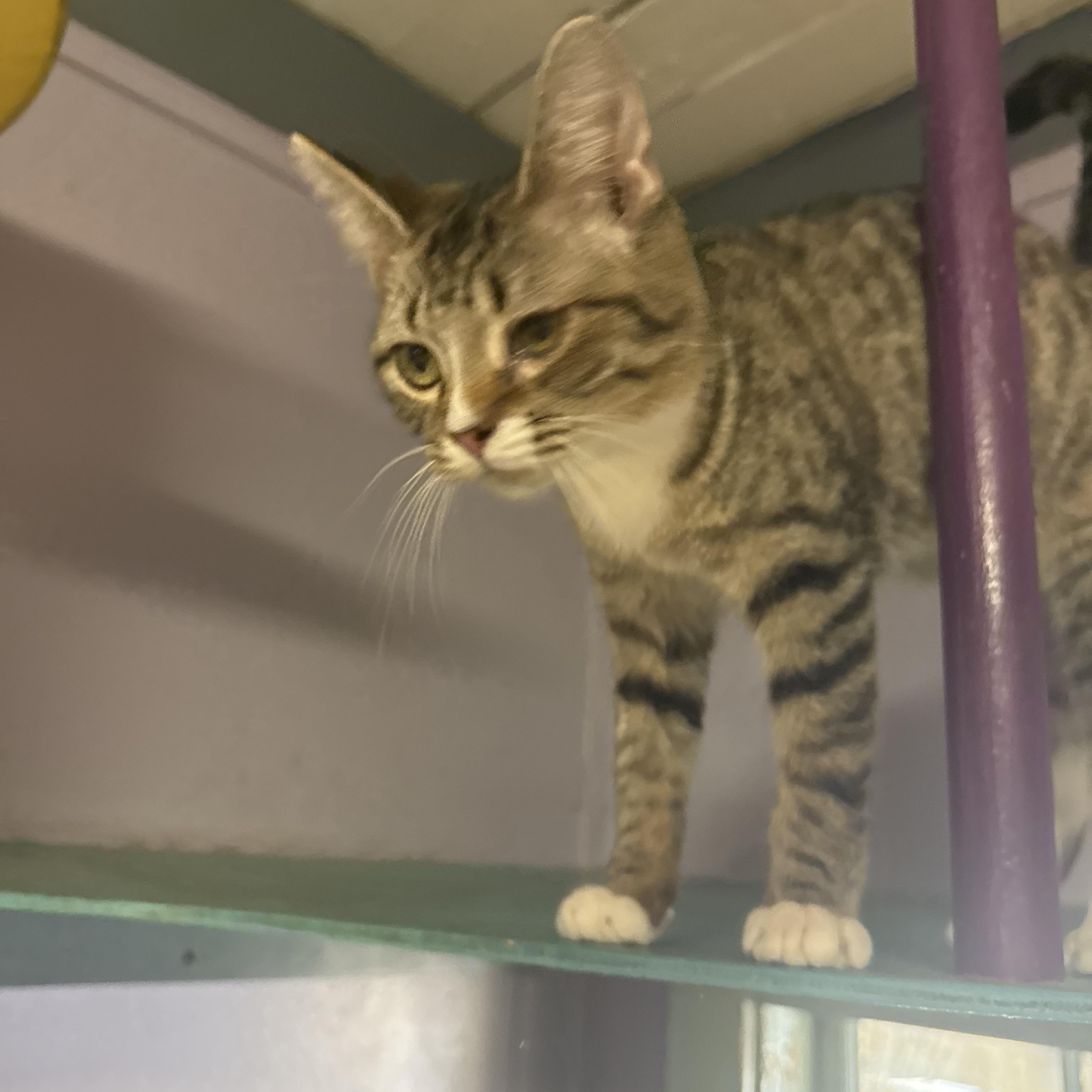 Enlarge Misty, a Adoptable Domestic Short Hair in Varnville, SC image 3/3