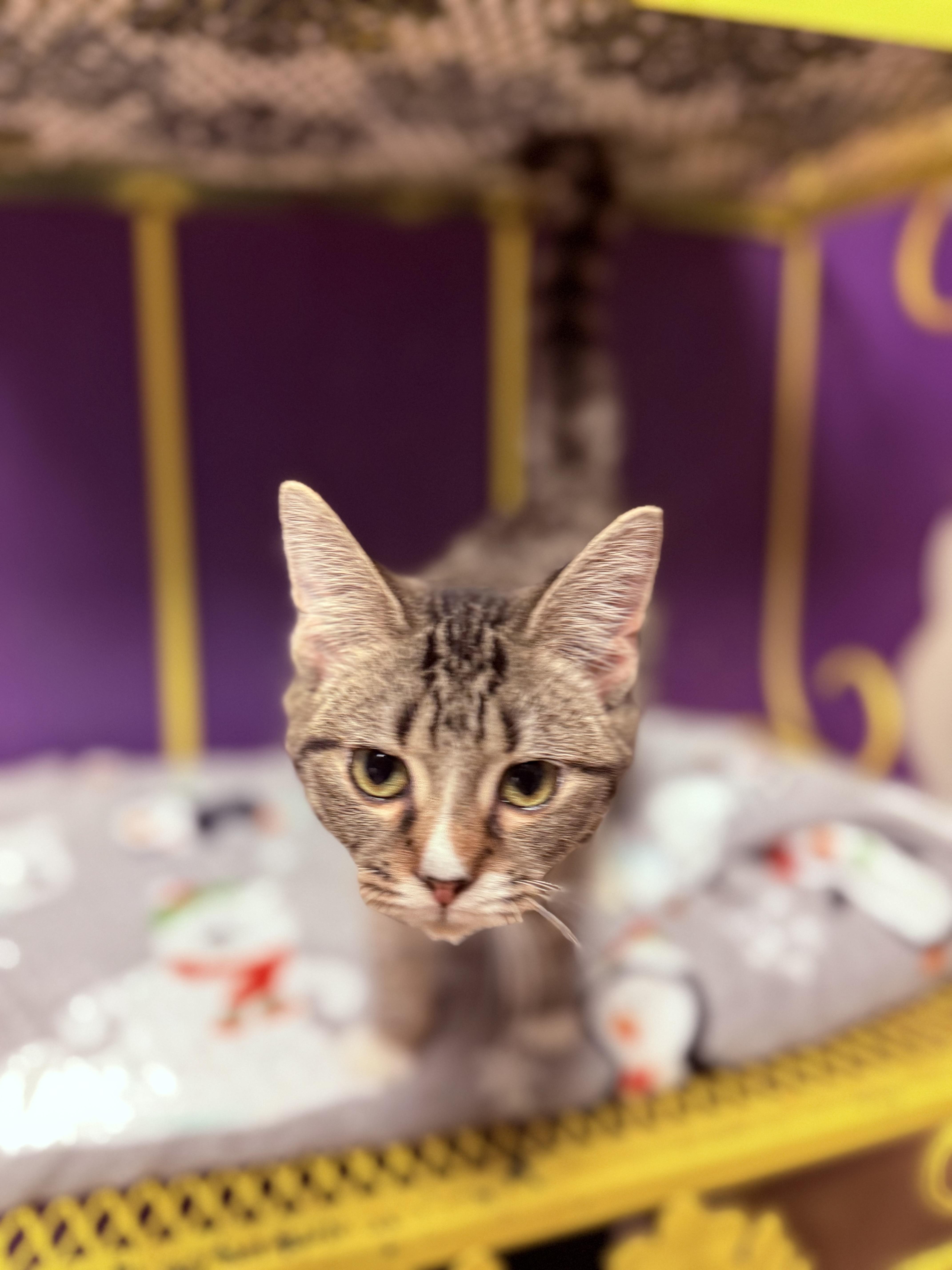 Enlarge Misty, a Adoptable Domestic Short Hair in Varnville, SC image 2/3