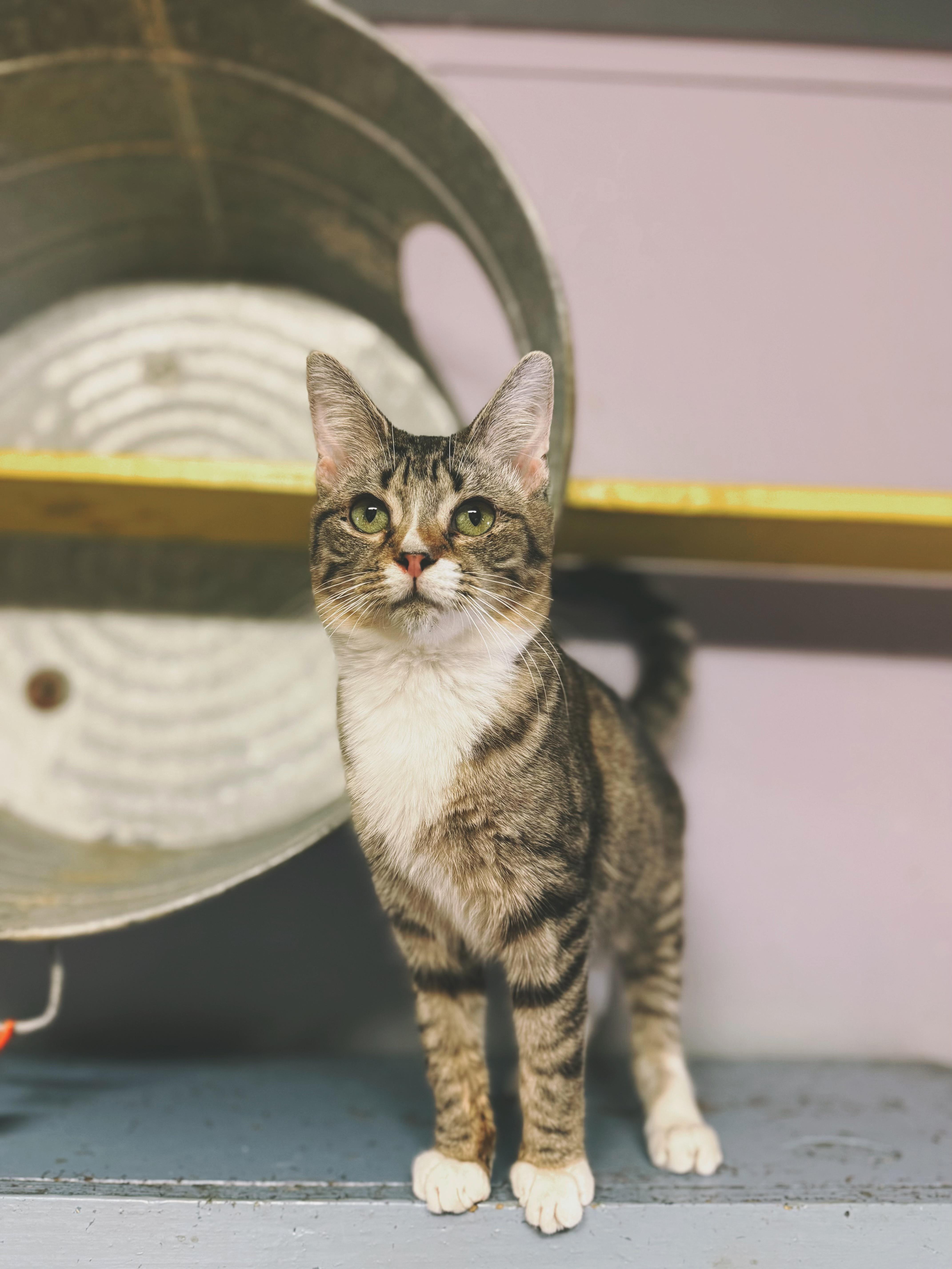 Misty, Adoptable, Young Female Domestic Short Hair.