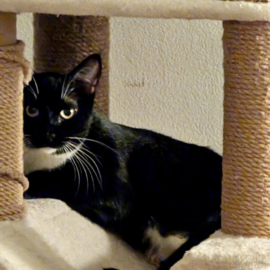 Oreo — thumbnail 3