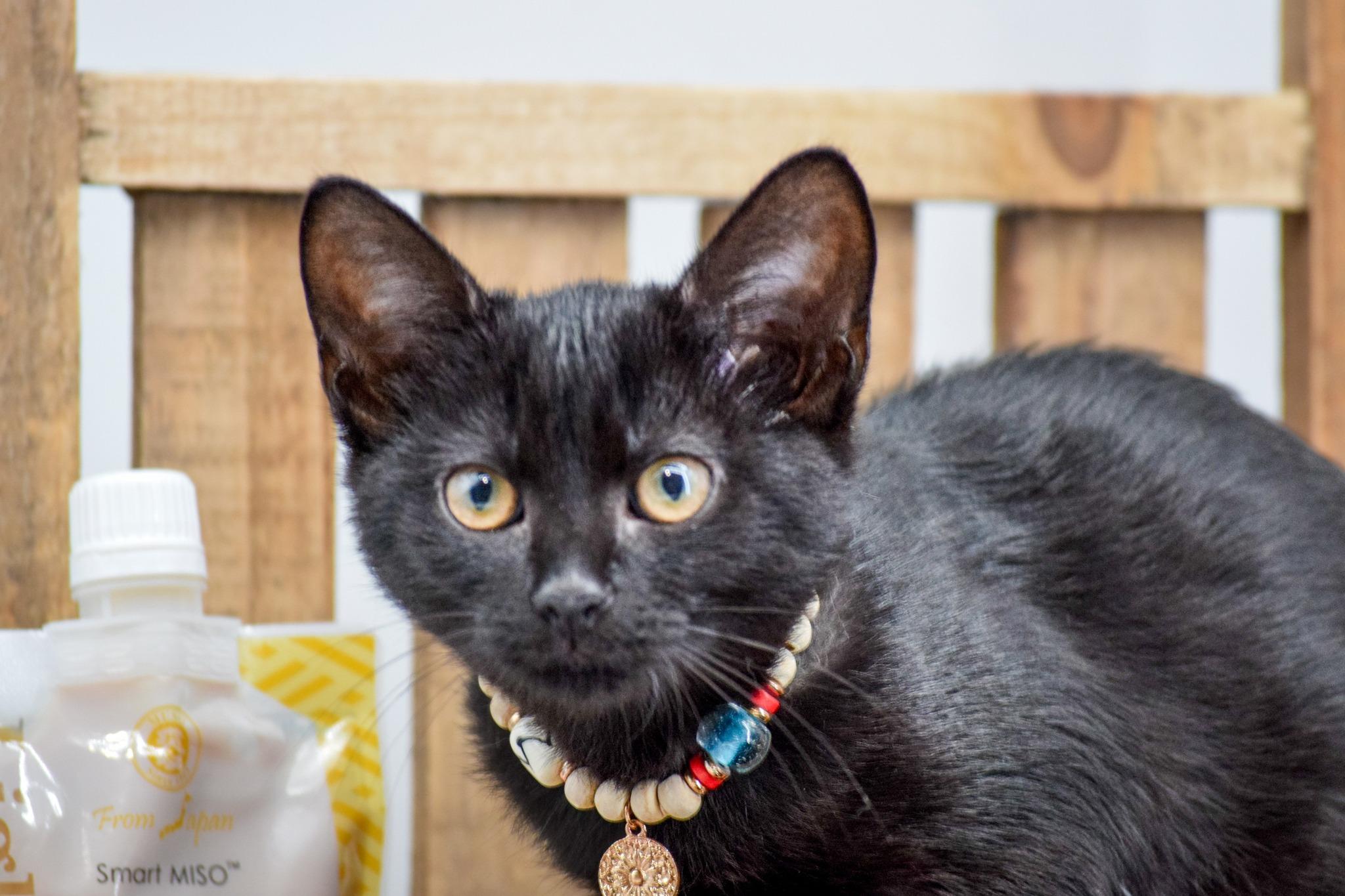 Miso