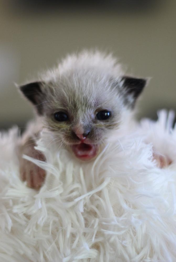 Enlarge Cash, a Adopted Domestic Medium Hair in Statesville, NC image 1/2