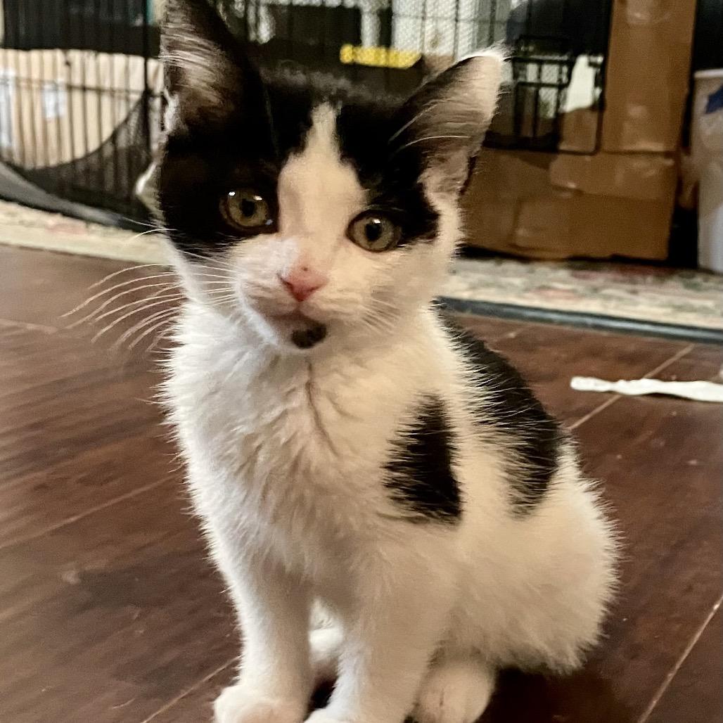 Enlarge Chip, a Adoptable Domestic Short Hair in Springboro, OH image 1/6