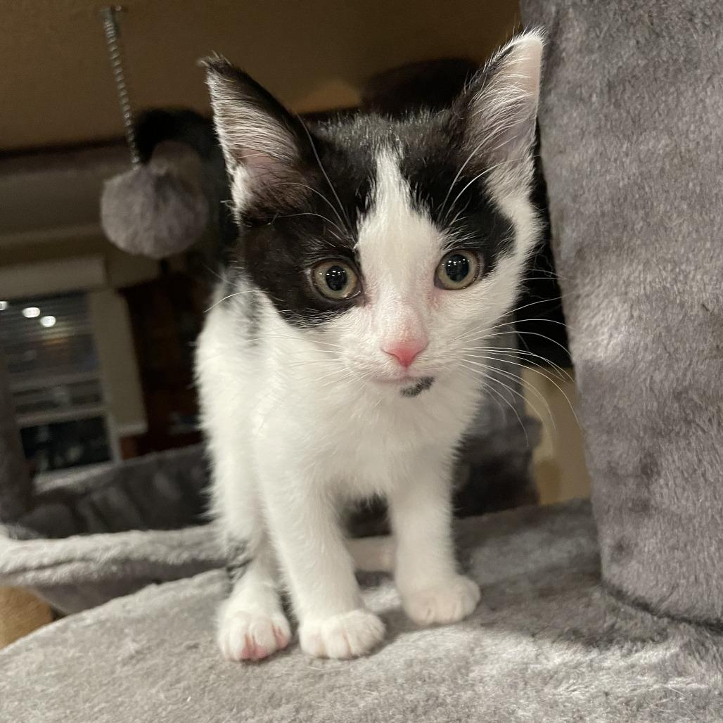 Enlarge Chip, a Adoptable Domestic Short Hair in Springboro, OH image 2/6