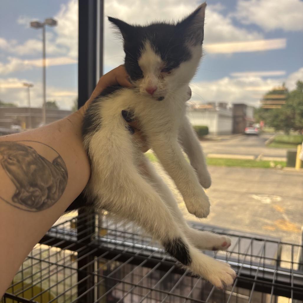 Enlarge Chip, a Adoptable Domestic Short Hair in Springboro, OH image 3/6