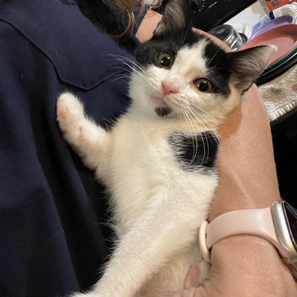 Enlarge Chip, a Adoptable Domestic Short Hair in Springboro, OH image 4/6