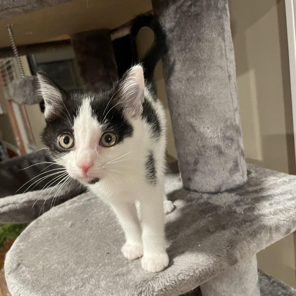 Enlarge Chip, a Adoptable Domestic Short Hair in Springboro, OH image 5/6