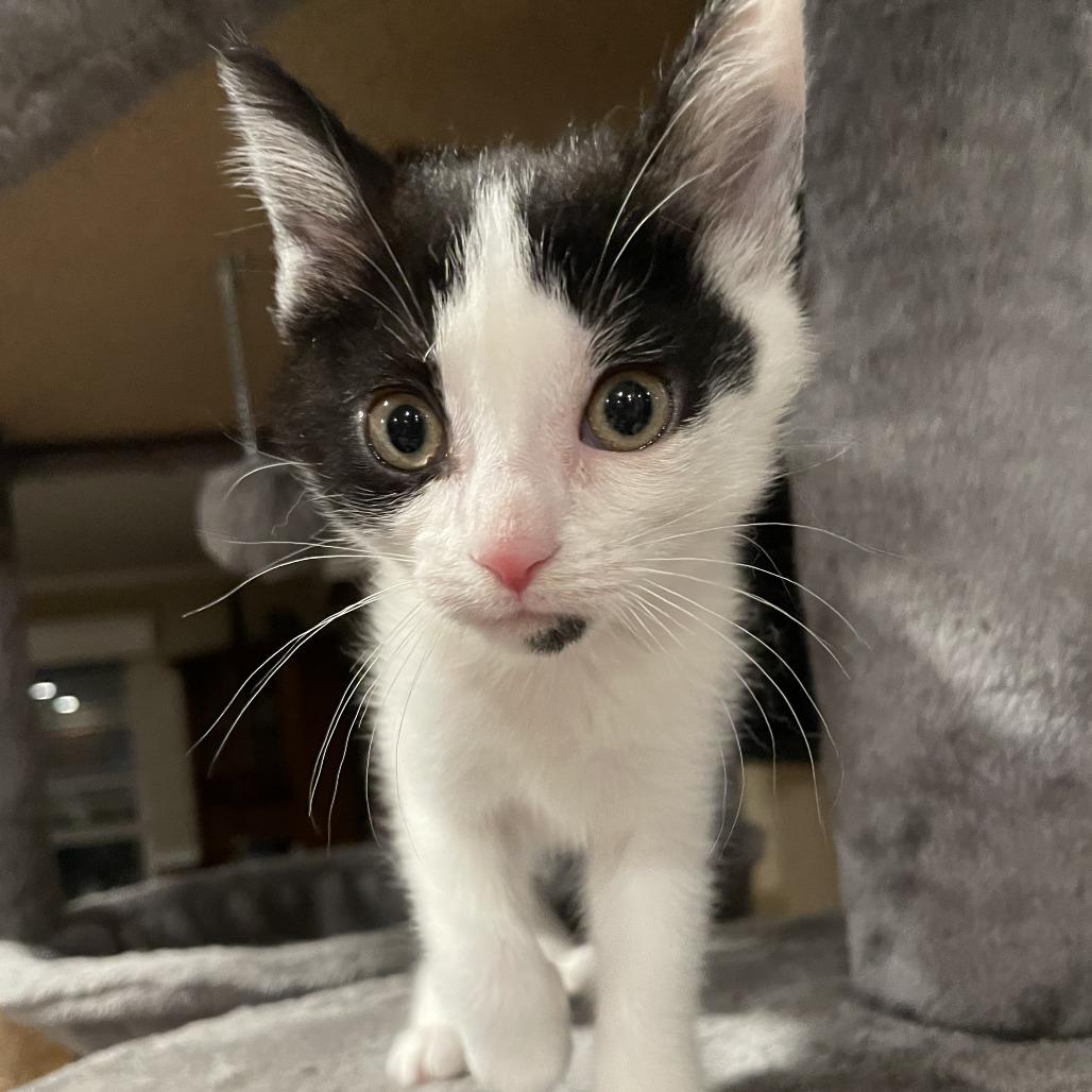 Enlarge Chip, a Adoptable Domestic Short Hair in Springboro, OH image 6/6