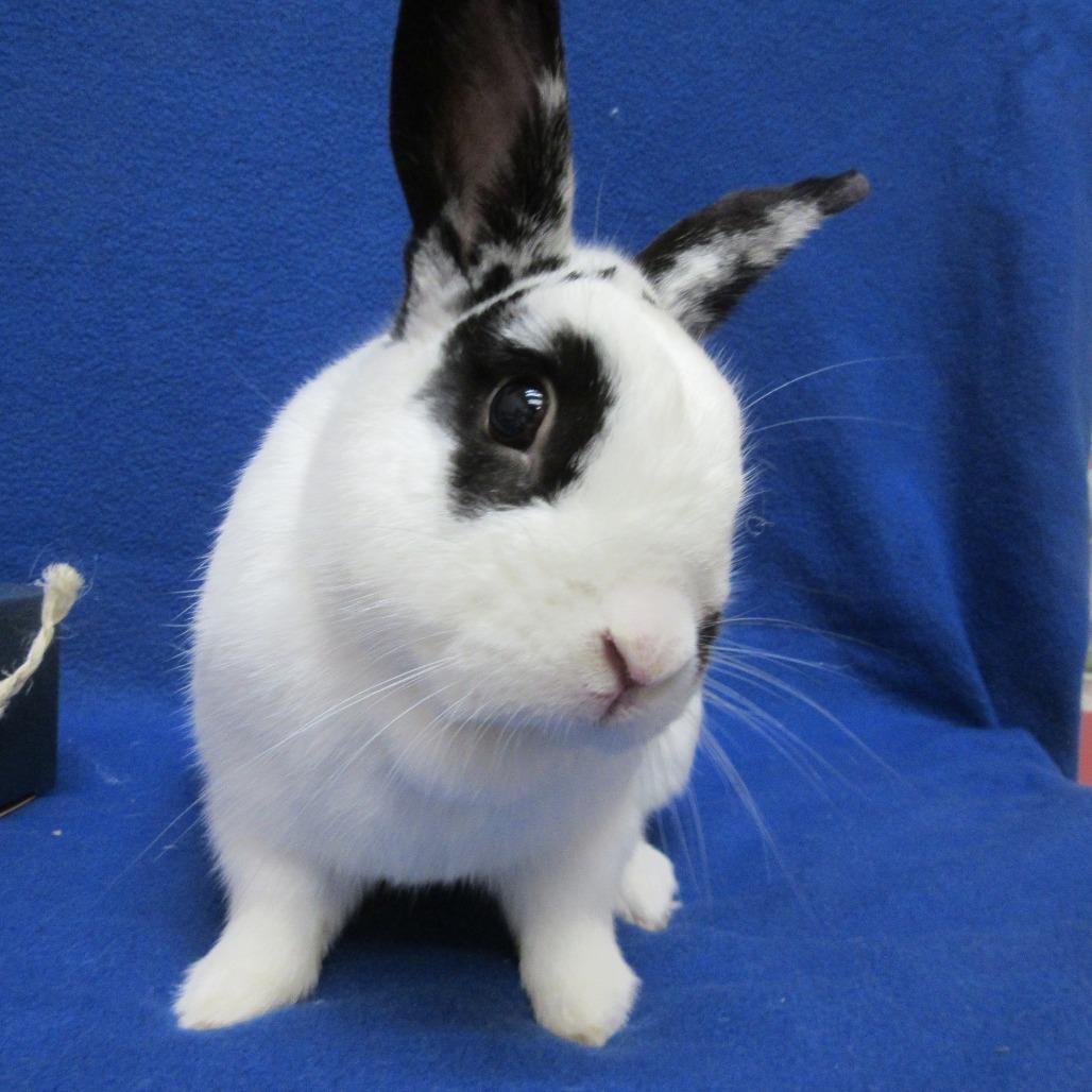 Huxley, a Adoptable English Spot in Newport, PA image 1/6