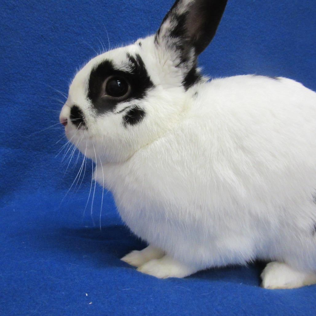 Huxley, a Adoptable English Spot in Newport, PA image 2/6
