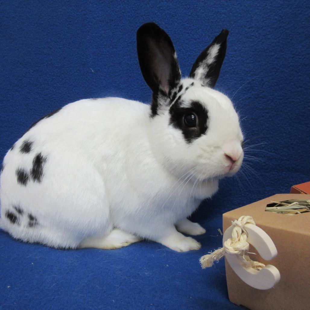 Huxley, a Adoptable English Spot in Newport, PA image 3/6