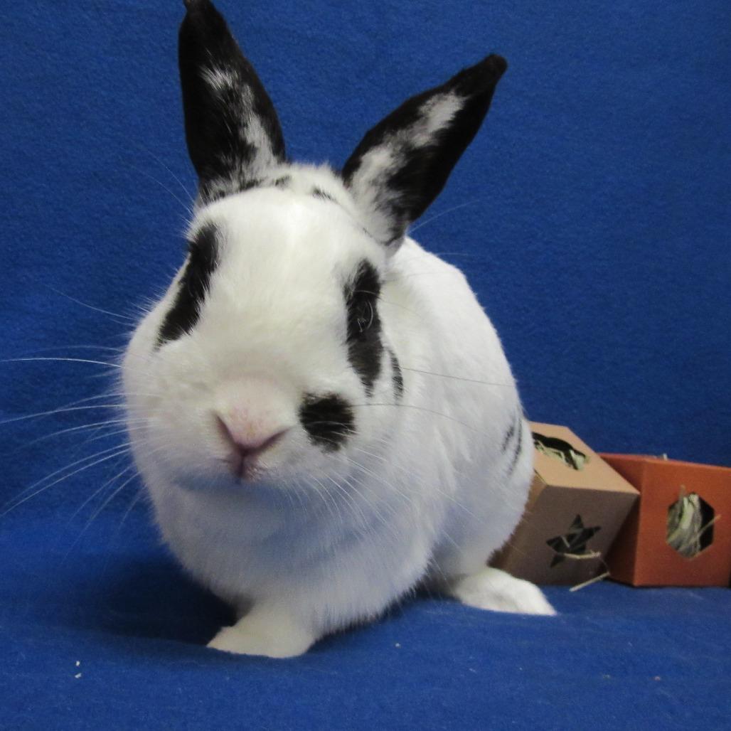 Huxley, a Adoptable English Spot in Newport, PA image 4/6