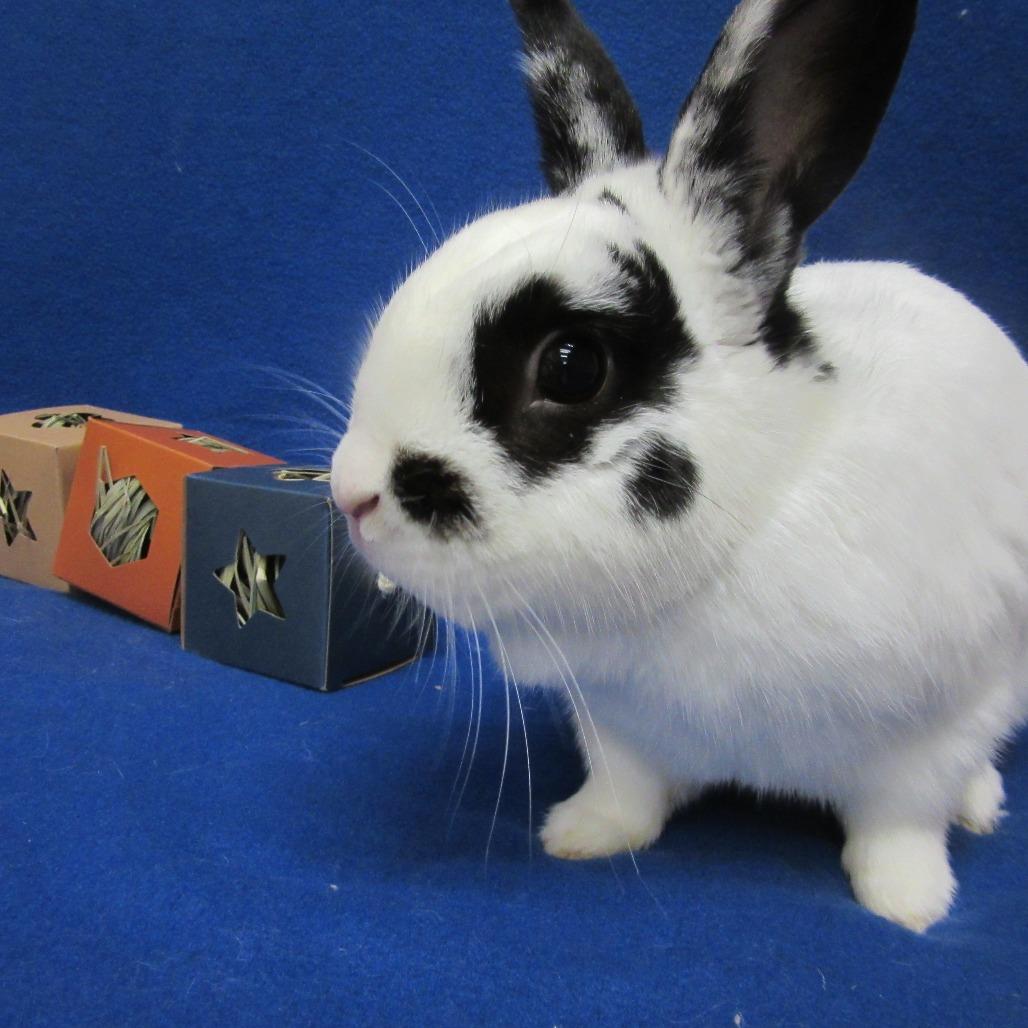 Huxley, a Adoptable English Spot in Newport, PA image 5/6