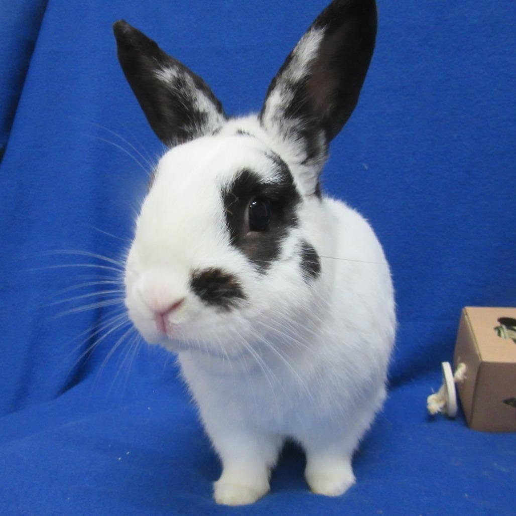 Huxley, a Adoptable English Spot in Newport, PA image 6/6