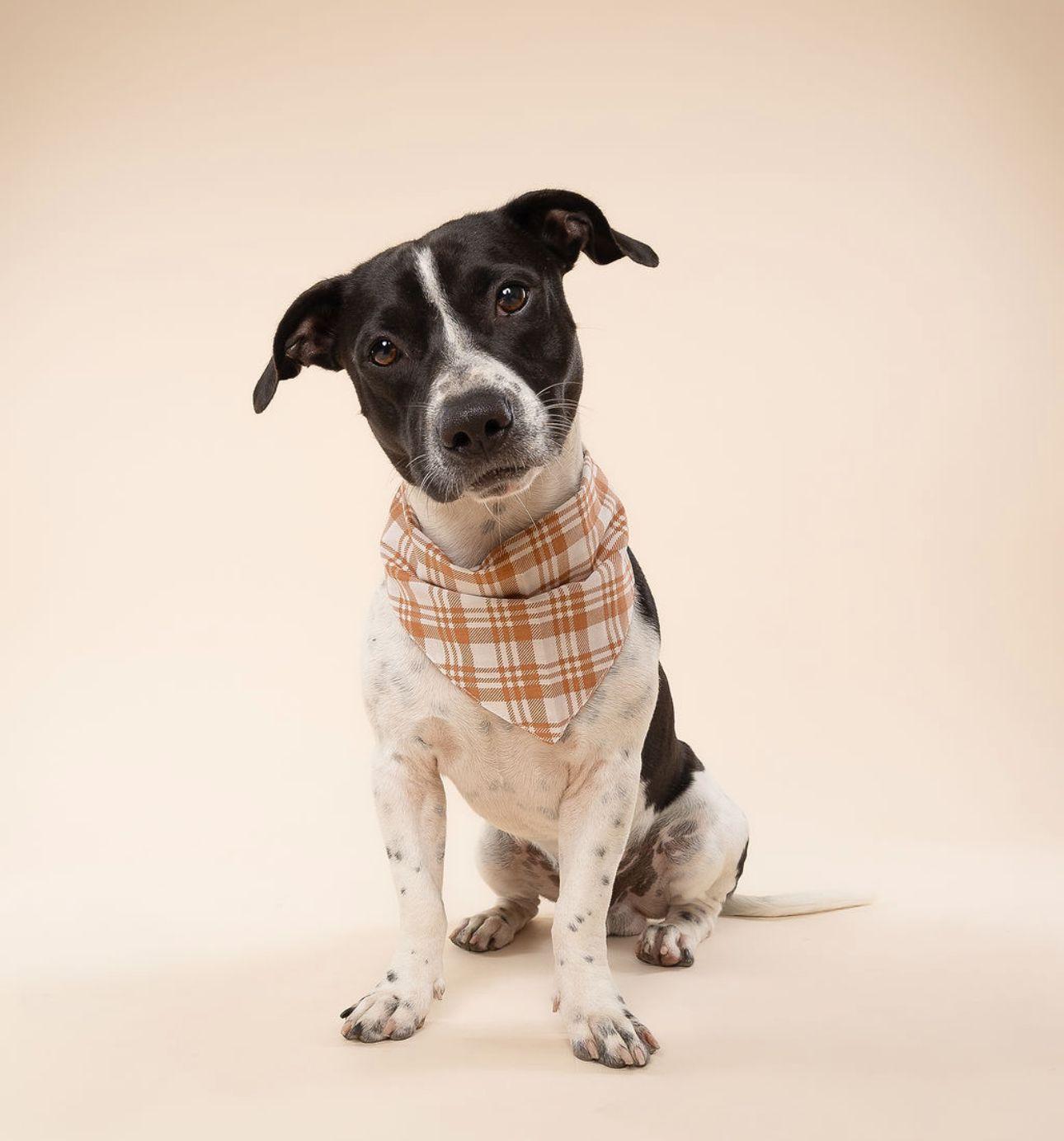 Lenny Rat Terrier Dog