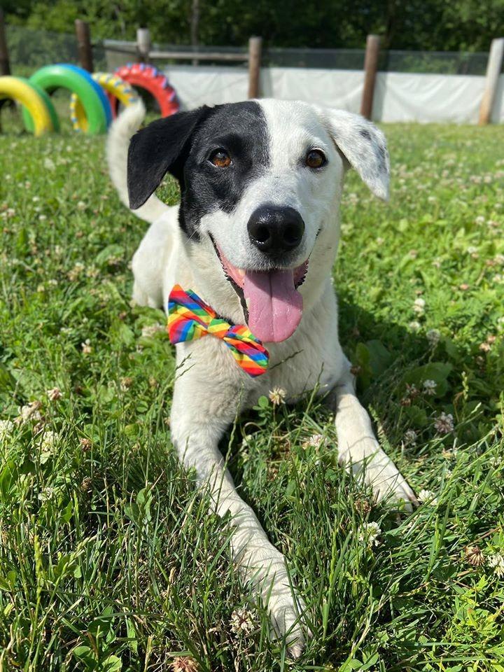Enlarge Patches, a Adoptable mixed breed in Hamilton, OH image 1/3
