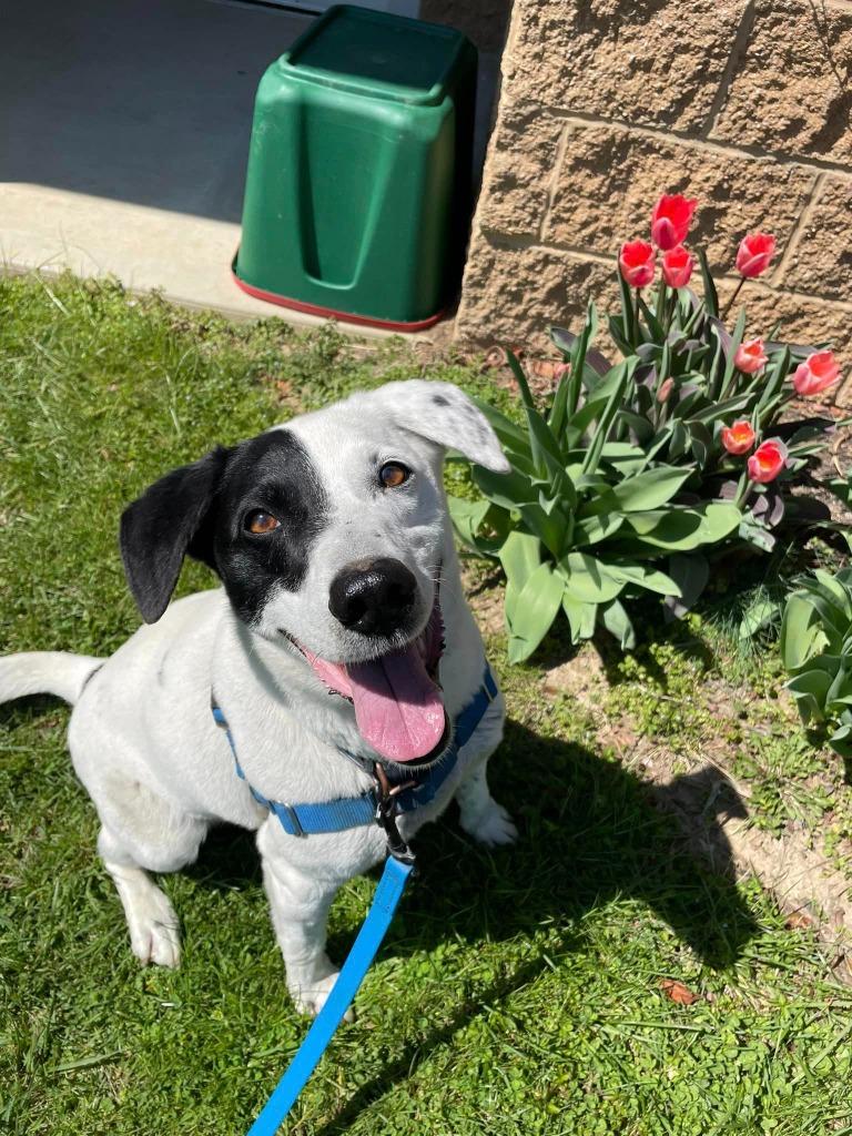 Enlarge Patches, a Adoptable mixed breed in Hamilton, OH image 2/3