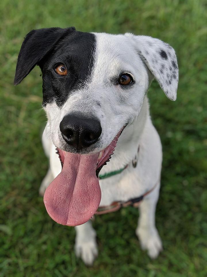 Enlarge Patches, a Adoptable mixed breed in Hamilton, OH image 3/3
