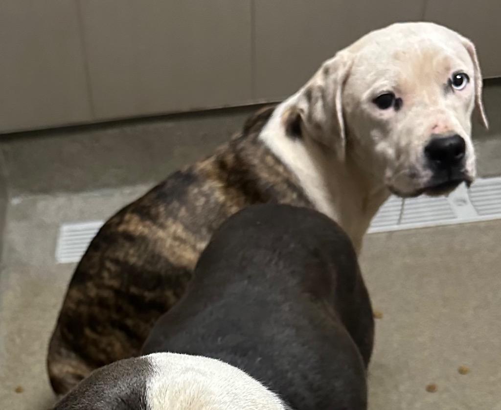 Bells Ferry 4/Jagger, Adoptable, Young Male Mixed Breed.