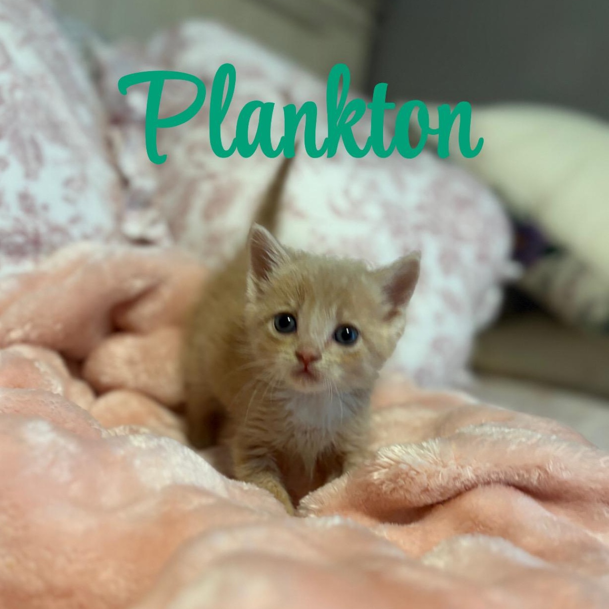 Plankton, ADOPTABLE, Kitten Male Domestic Medium Hair.