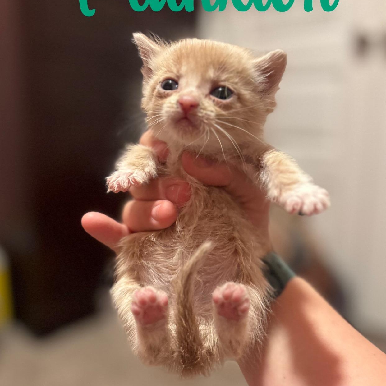 Enlarge Plankton, a ADOPTABLE mixed breed in Youngstown, FL image 2/5