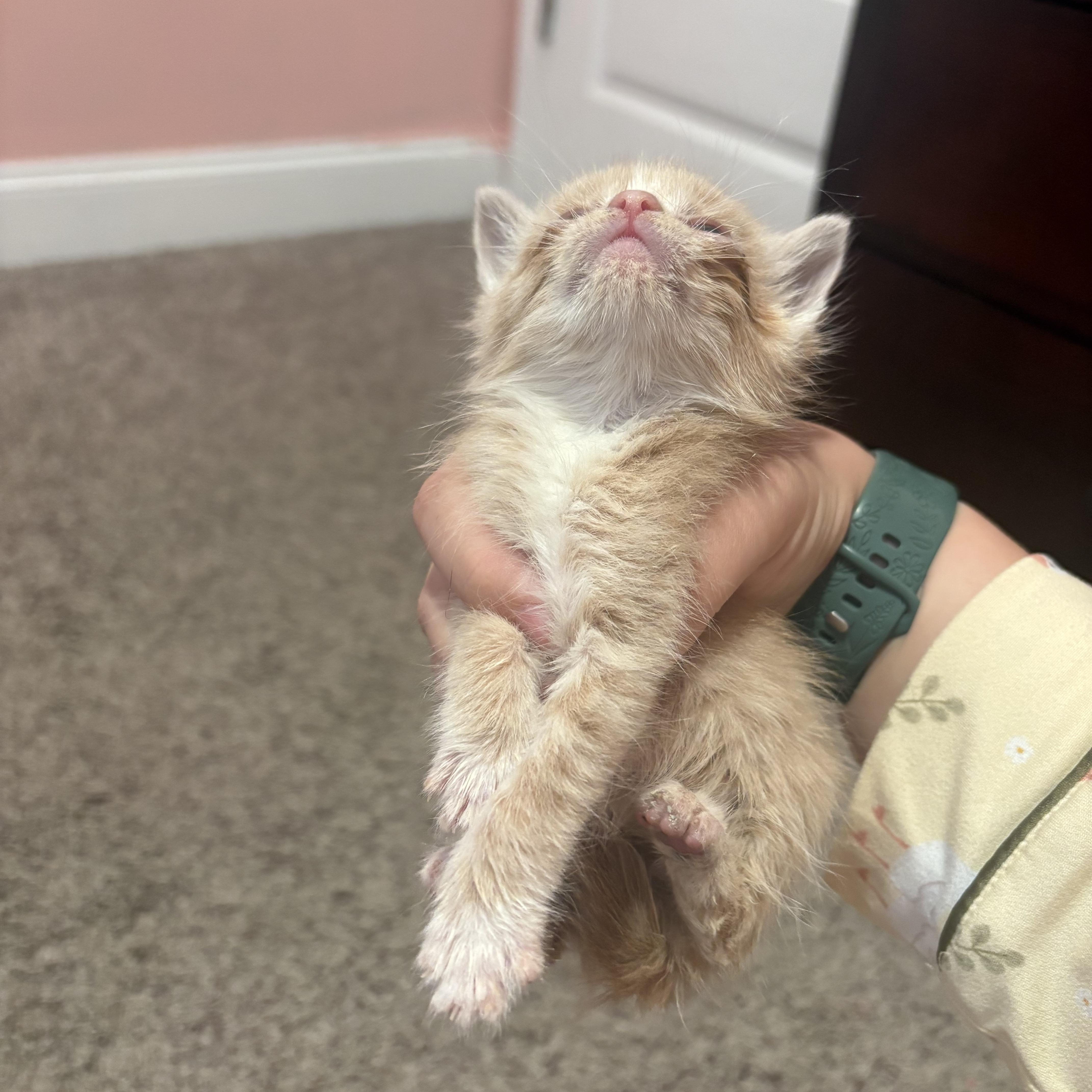 Enlarge Plankton, a ADOPTABLE mixed breed in Youngstown, FL image 4/5