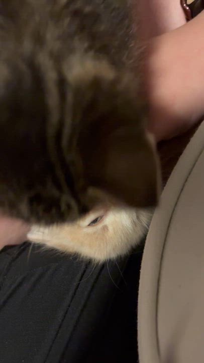 Enlarge Plankton, a ADOPTABLE mixed breed in Youngstown, FL video 5/5