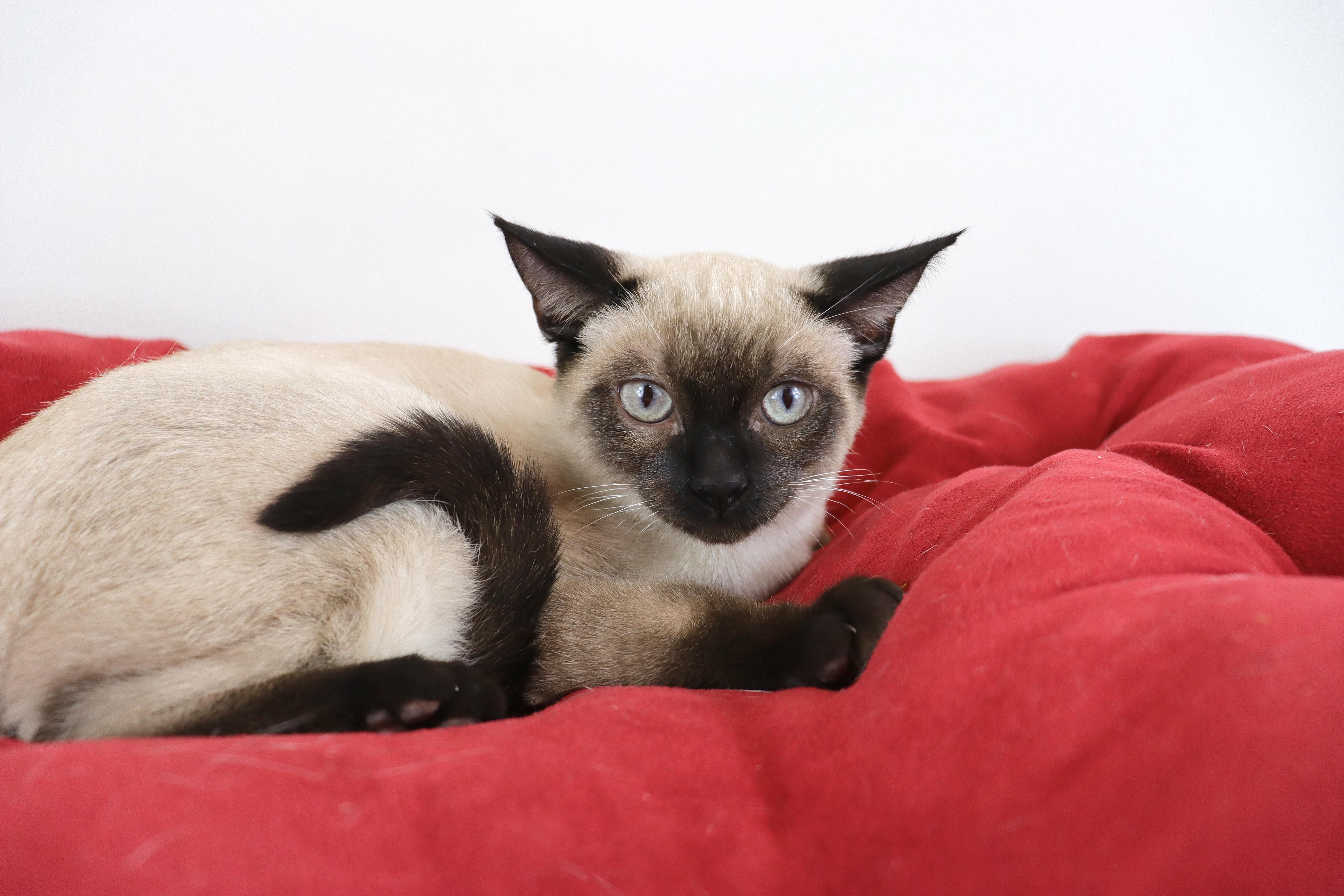 Enlarge Jack, an adopted Domestic Short Hair in Clovis, CA image 1/1