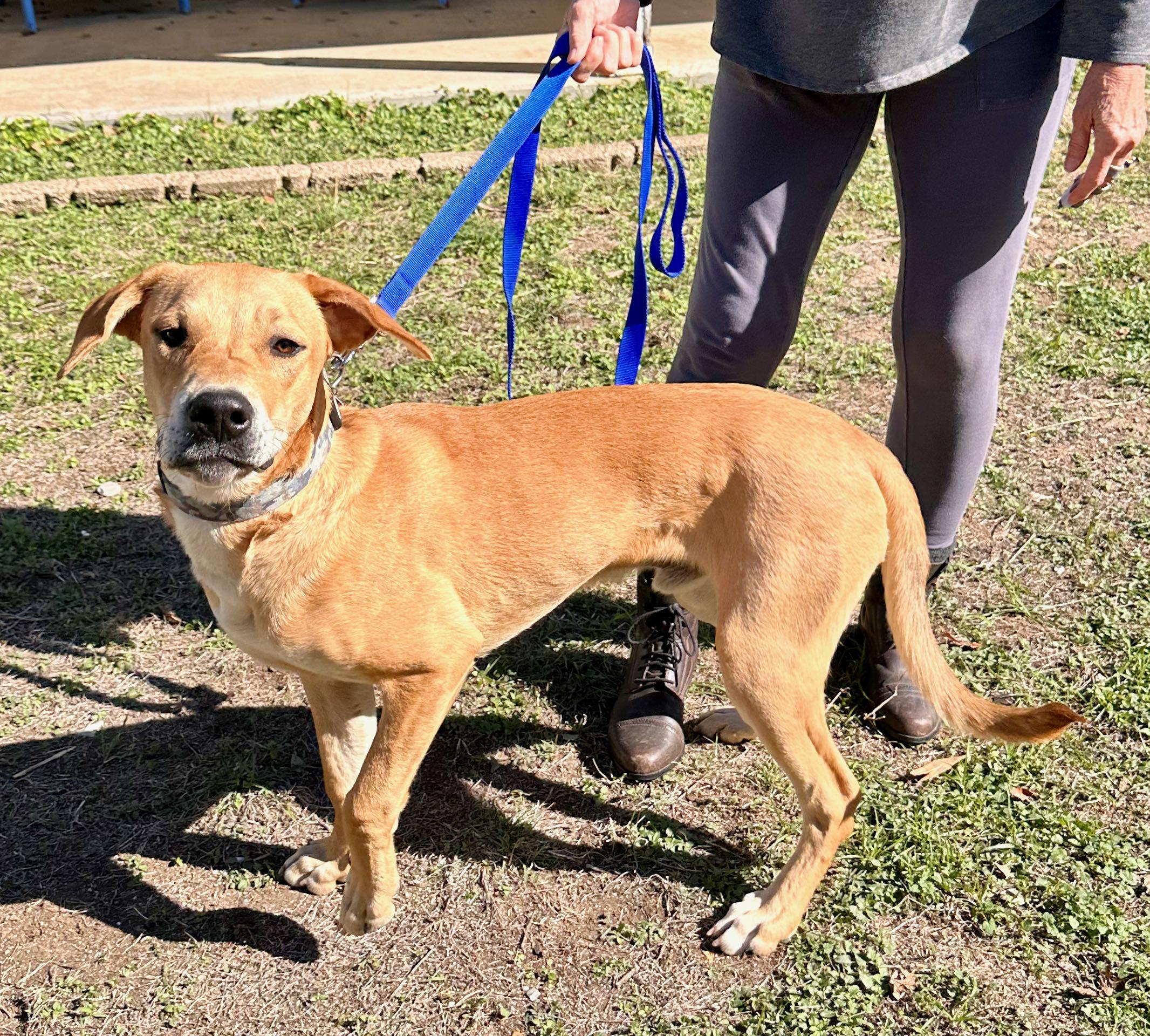 Enlarge Luke, a Adoptable mixed breed in Pflugerville, TX image 1/6
