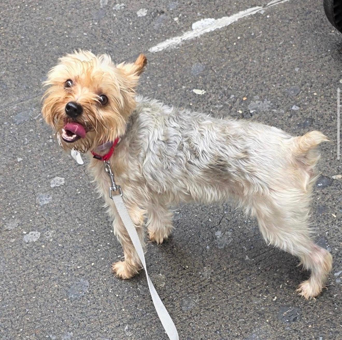 Enlarge SNOOPY, an adopted mixed breed in New York, NY image 5/5