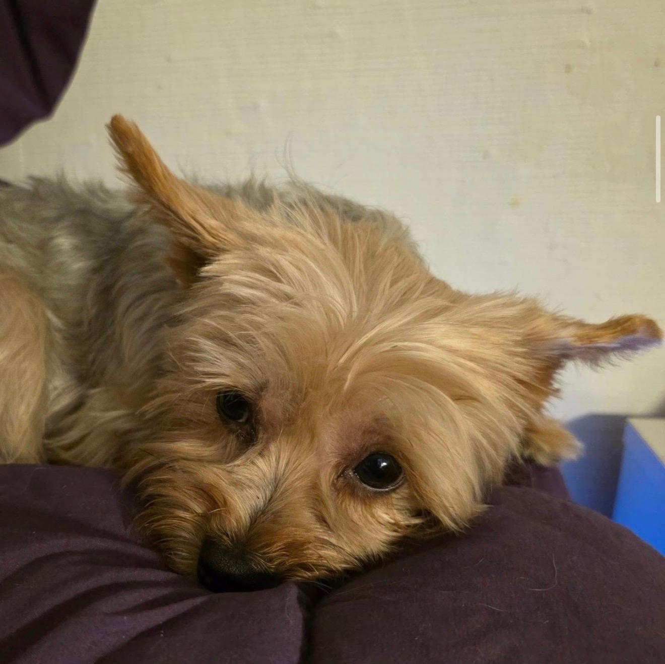 Enlarge SNOOPY, an adopted mixed breed in New York, NY image 3/5