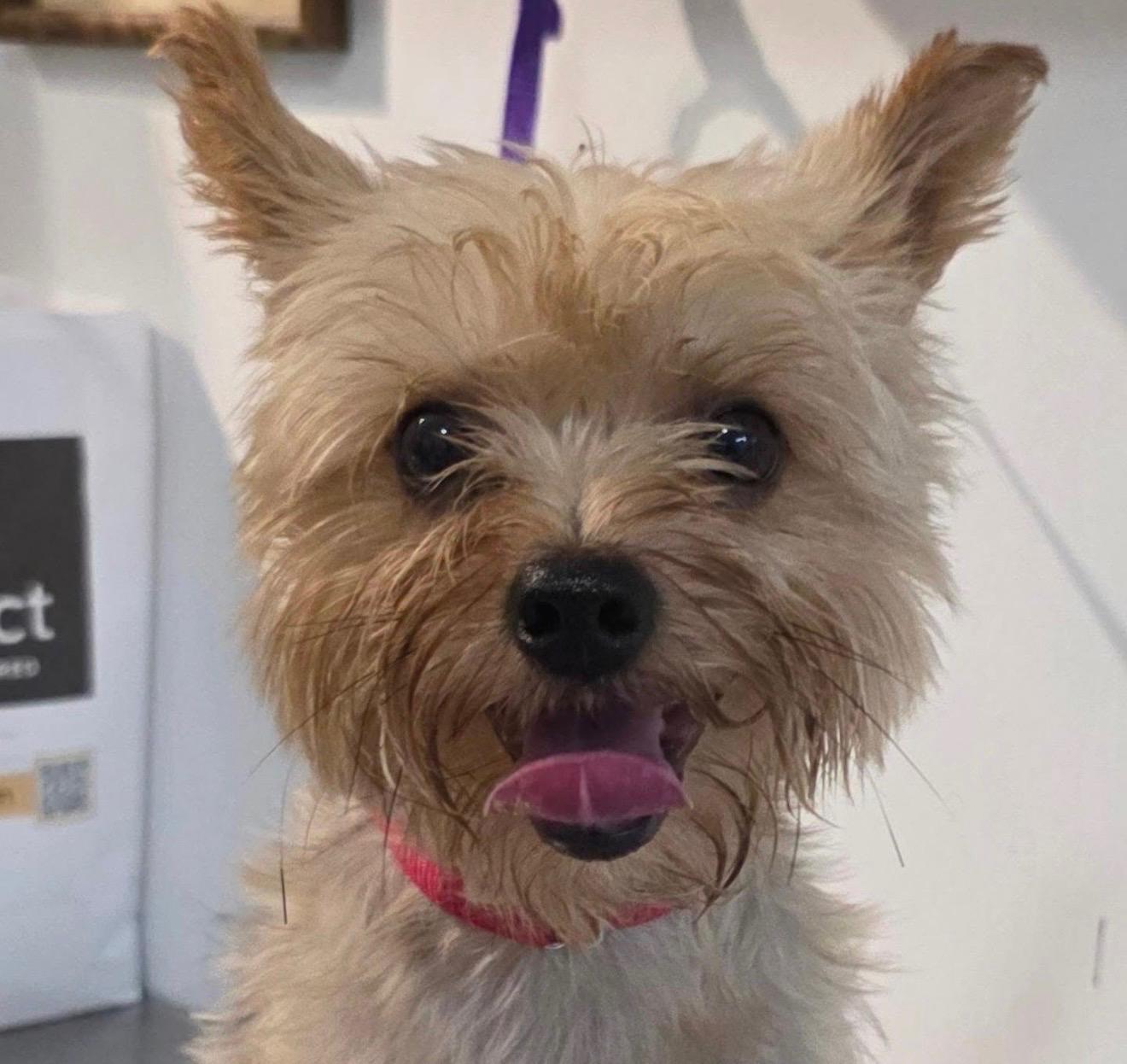 SNOOPY, adopted, Adult Male Silky Terrier.