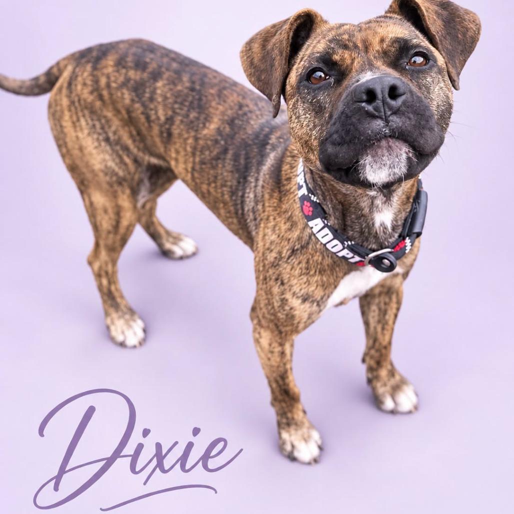 Dixie photo