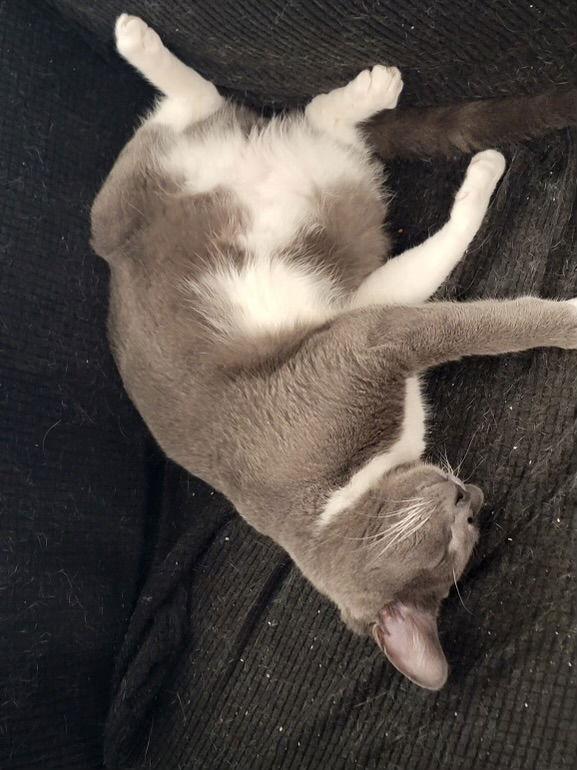 Jethro Napa HM, Adoptable, Young Male Tuxedo.