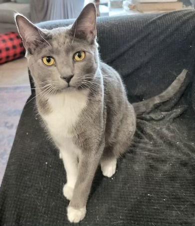 Jethro Napa HM, a Adoptable Tuxedo in Napa, CA image 2/2