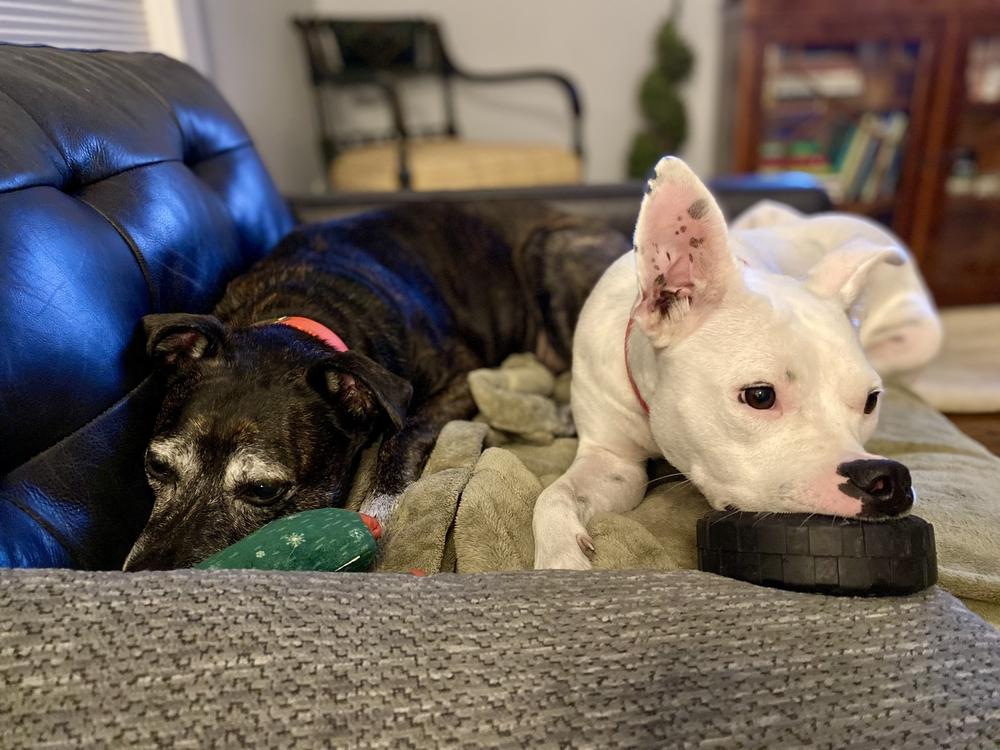 Enlarge Betty White, a Adoptable mixed breed in Staunton, VA image 4/6