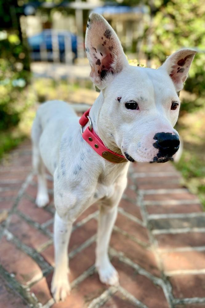 Enlarge Betty White, a Adoptable mixed breed in Staunton, VA image 5/6