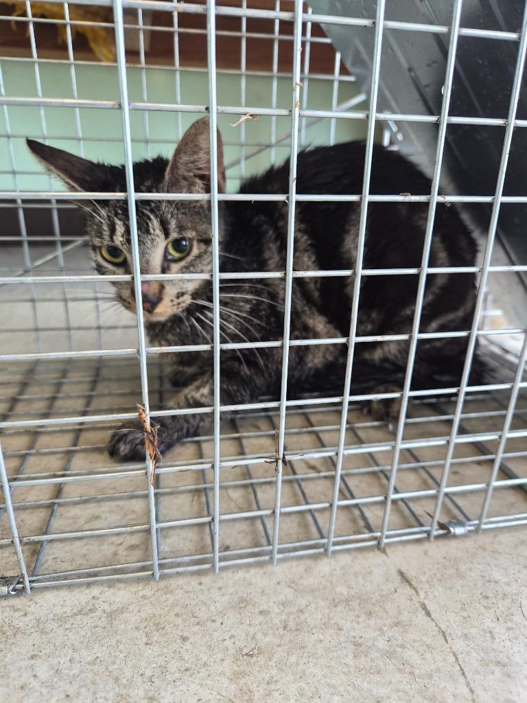 Kerne Feral 1, Adoptable, Young Male Domestic Short Hair.