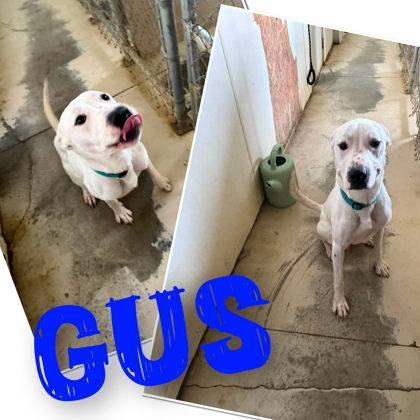 Enlarge Gus, a Adoptable Pit Bull Terrier in Sullivan, IN image 1/2