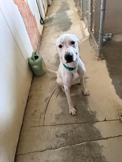 Enlarge Gus, a Adoptable Pit Bull Terrier in Sullivan, IN image 2/2