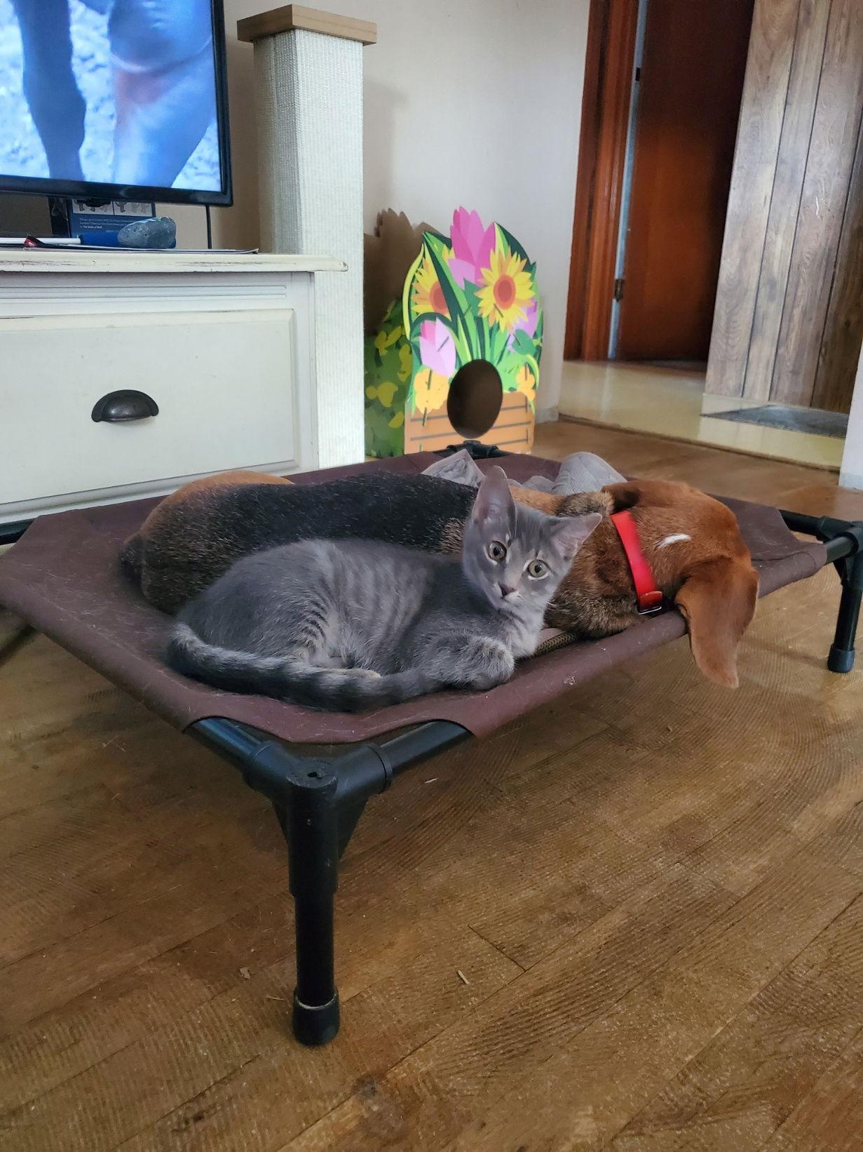 Jimmi, a Adoptable Domestic Short Hair in O'Fallon, MO image 1/2