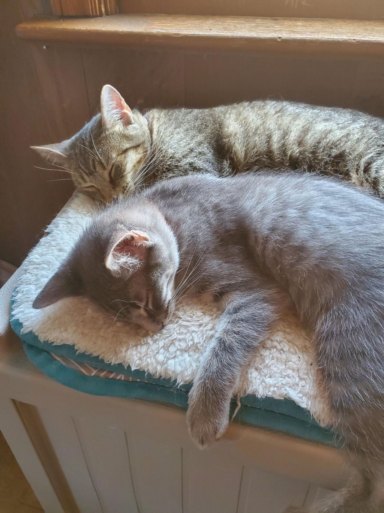 Jimmi, a Adoptable Domestic Short Hair in O'Fallon, MO image 2/2