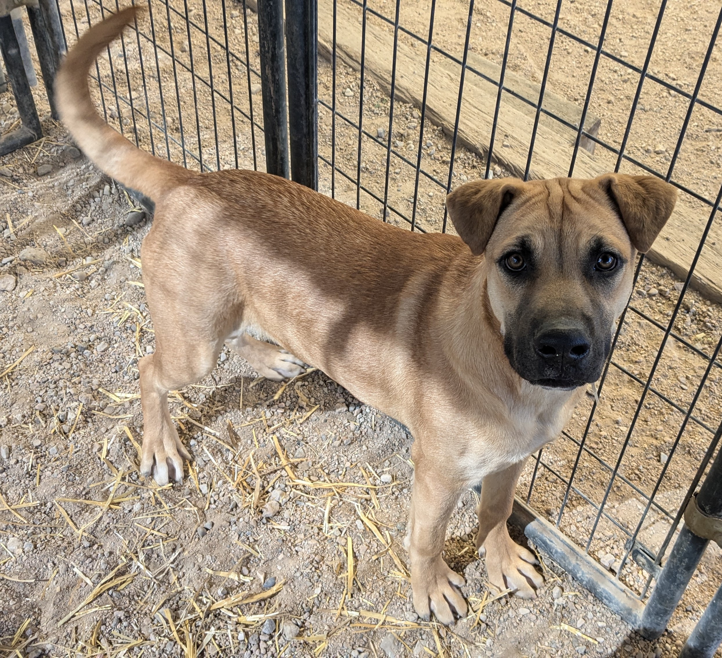Mauser, a Adoptable mixed breed in Golden Valley, AZ image 1/2