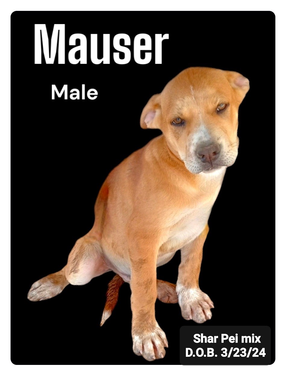 Mauser, a Adoptable mixed breed in Golden Valley, AZ image 2/2