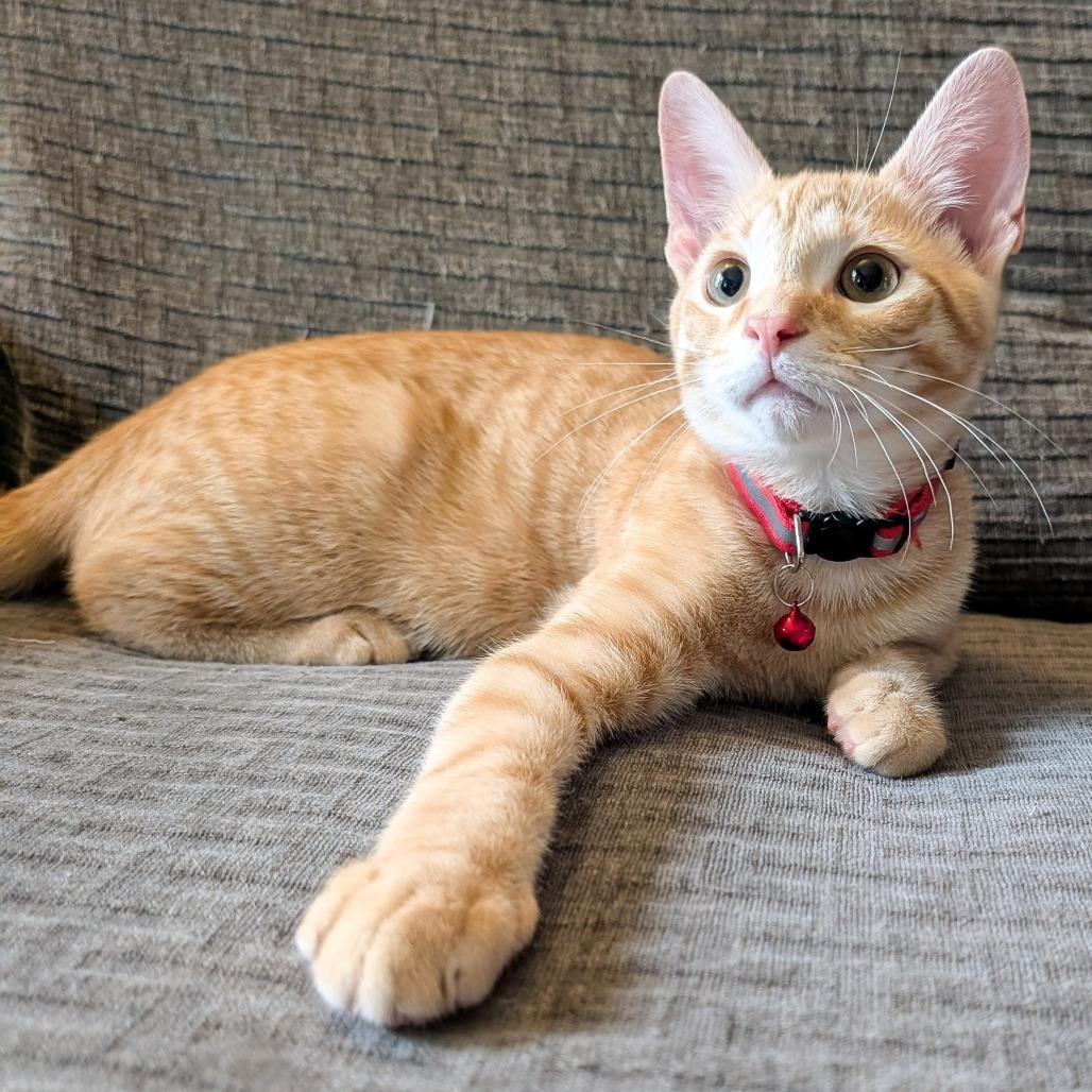 Brady, Adoptable, Young Male Domestic Short Hair.
