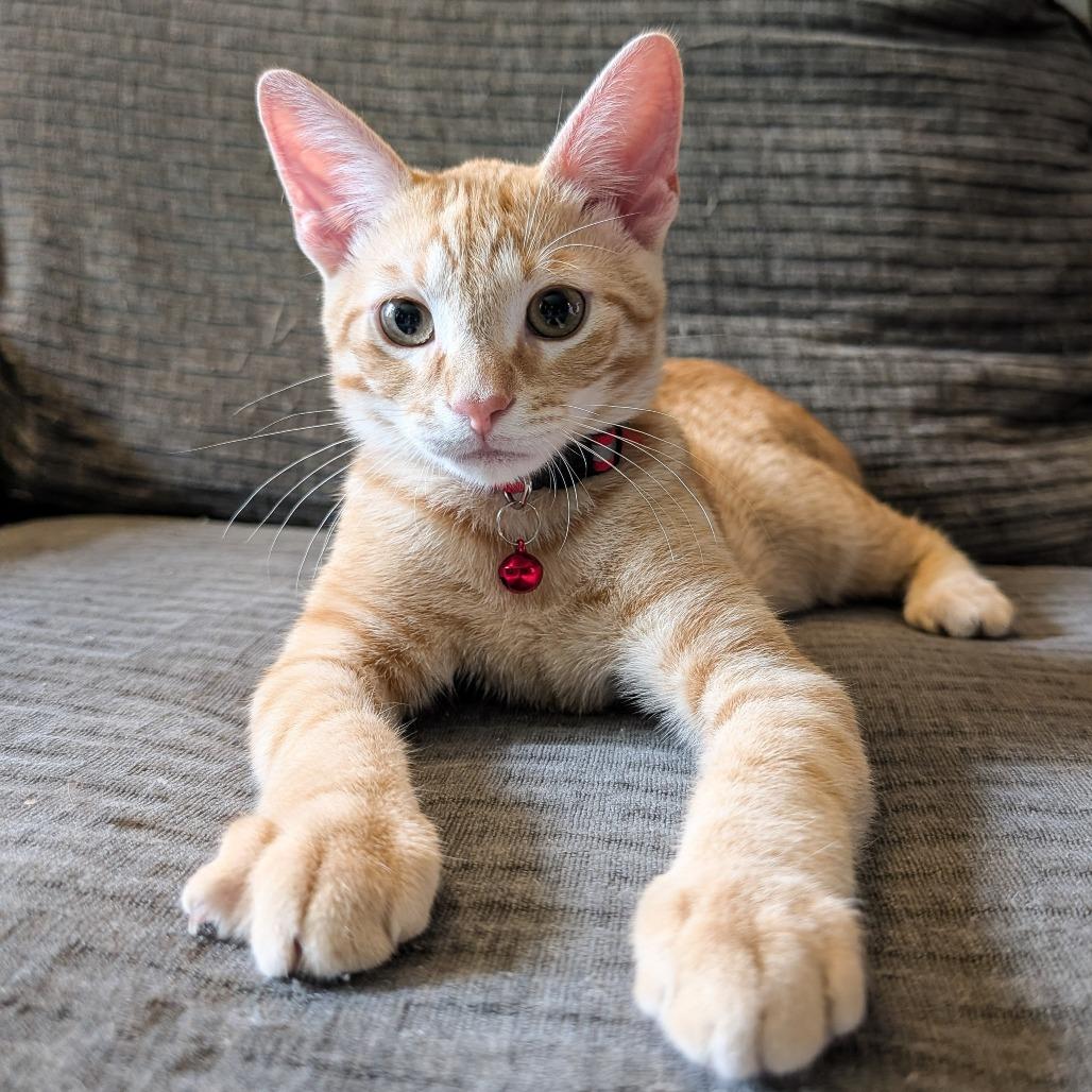Enlarge Brady, a Adoptable Domestic Short Hair in Cincinnati, OH image 2/5