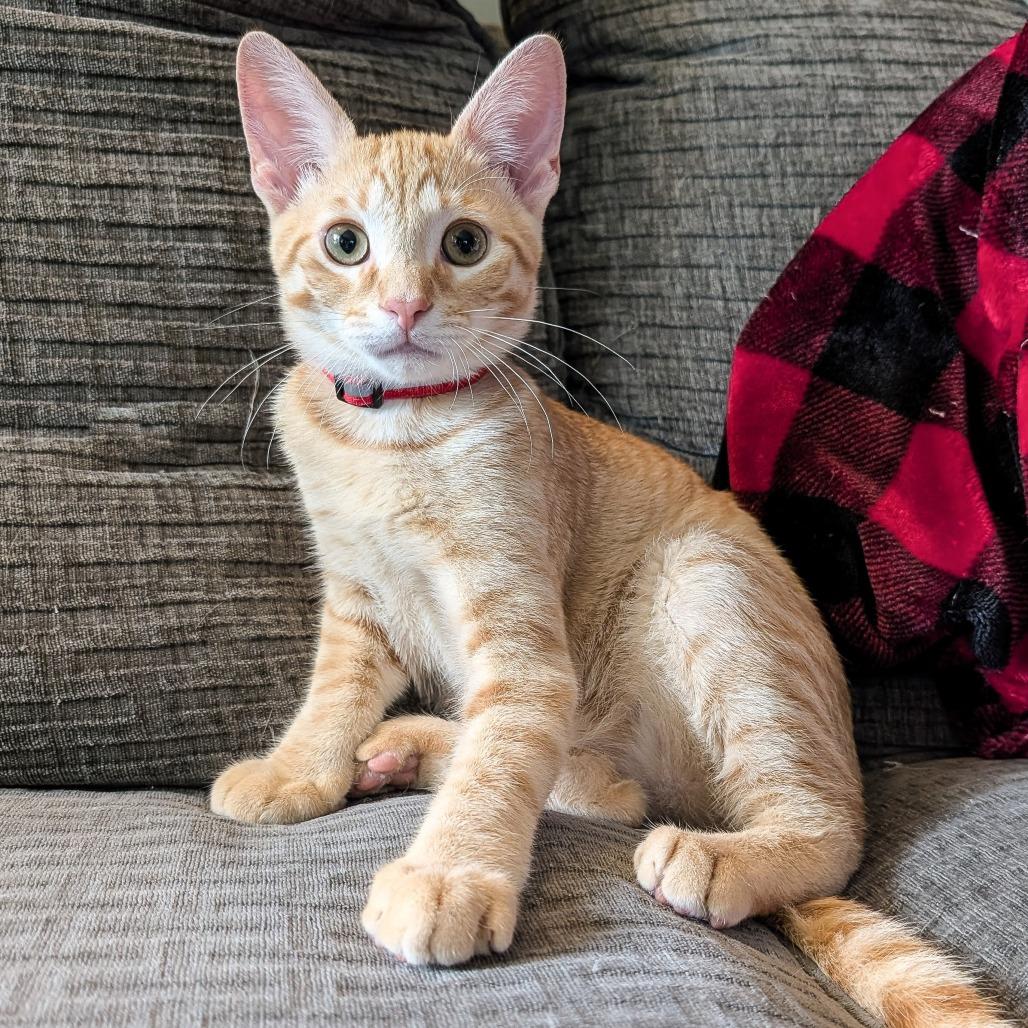 Enlarge Brady, a Adoptable Domestic Short Hair in Cincinnati, OH image 3/5