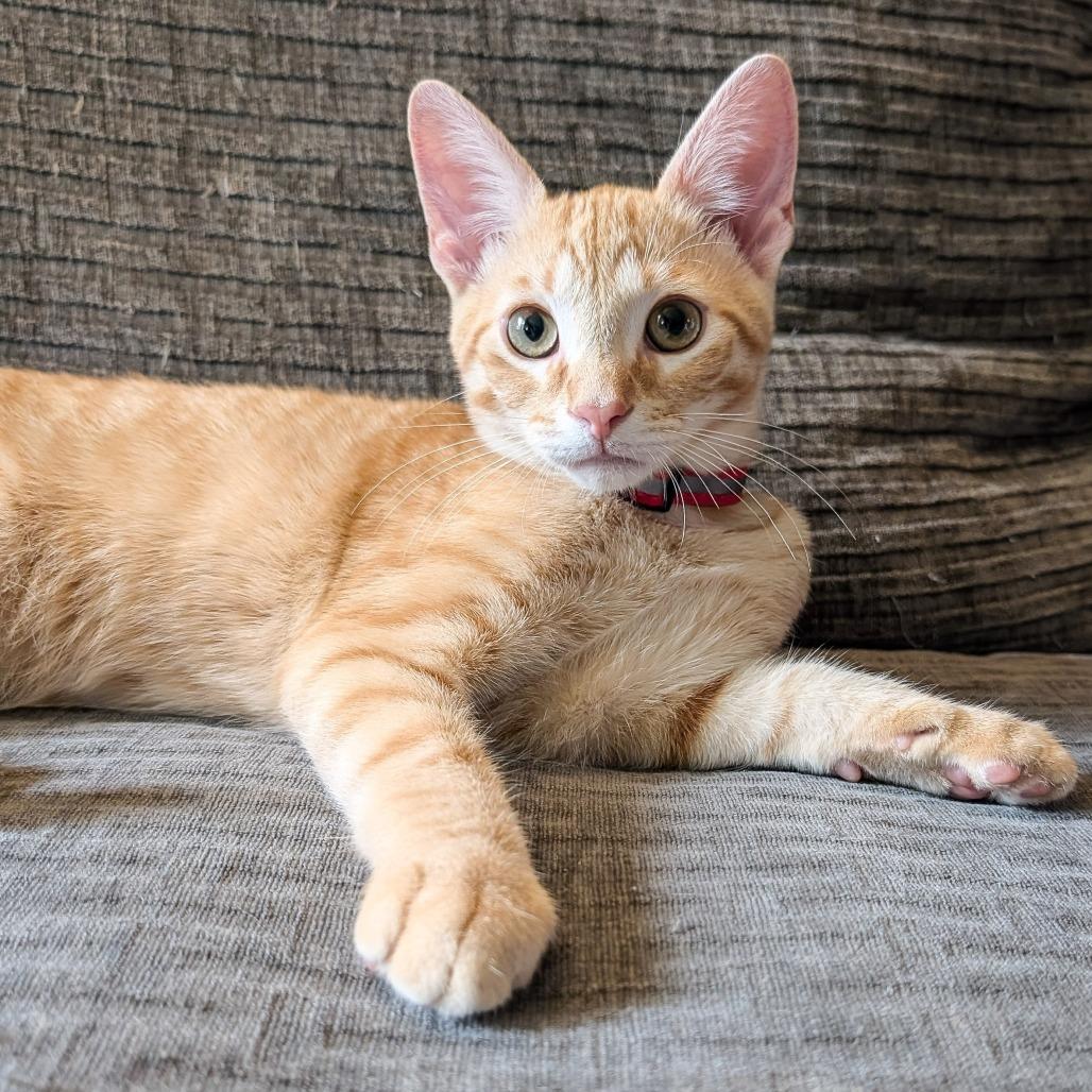Enlarge Brady, a Adoptable Domestic Short Hair in Cincinnati, OH image 4/5